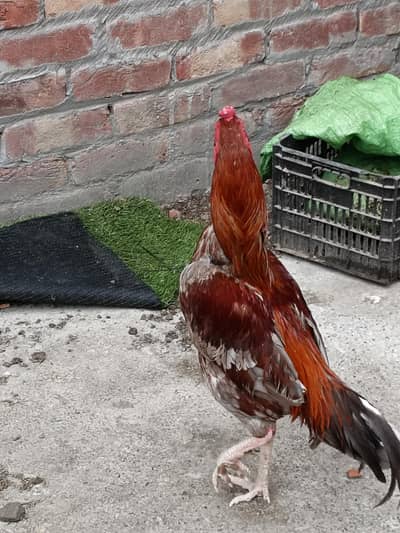 aseel  male for sale