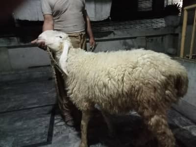 age 1 Year male