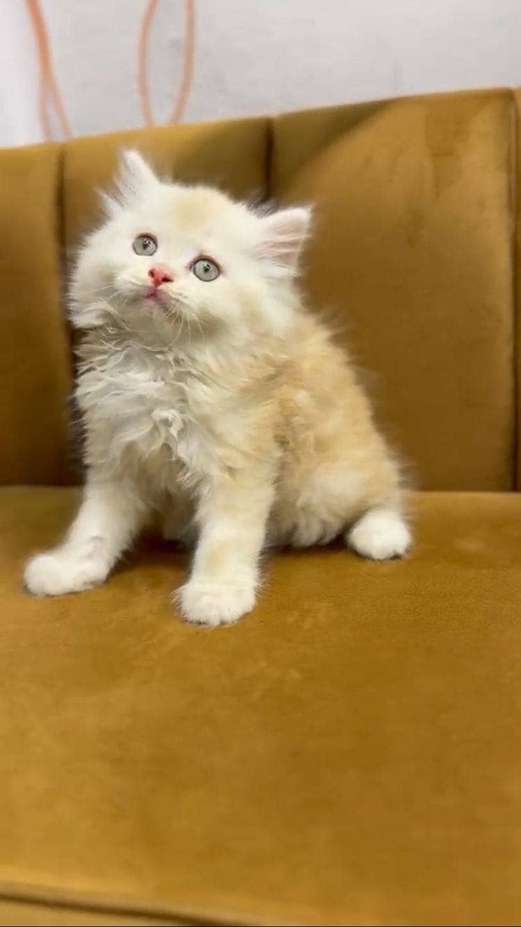 Kitten 2