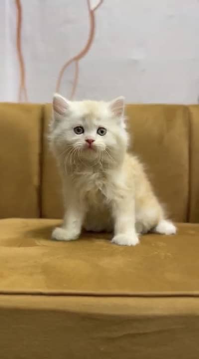 Kitten
