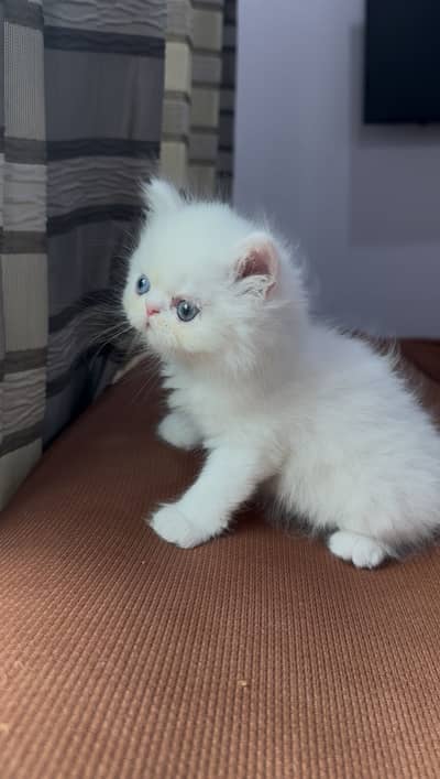 Persian Kittens