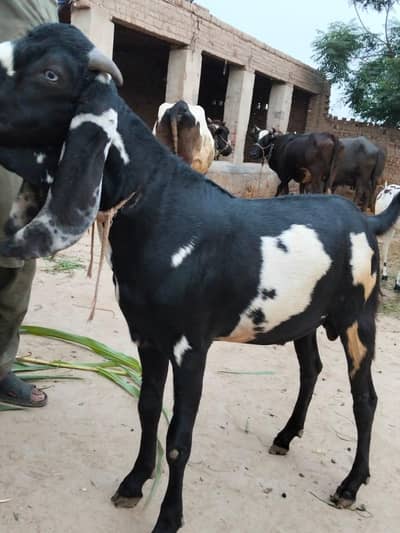 Qurbani Goat