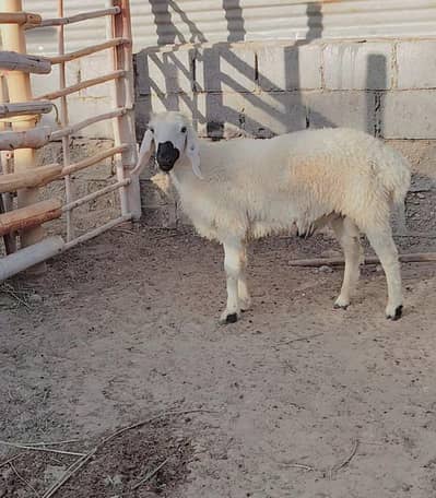 Longtail And Larkana Dumba