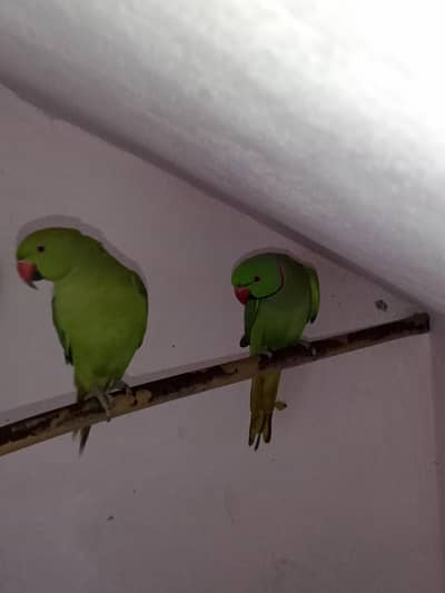 Kashmiri parrots pair