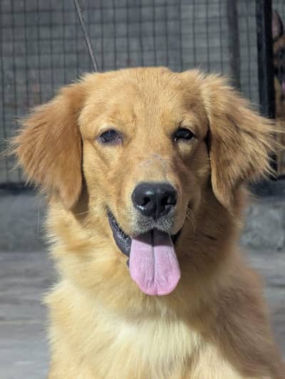 Golden retriver Female perdigree