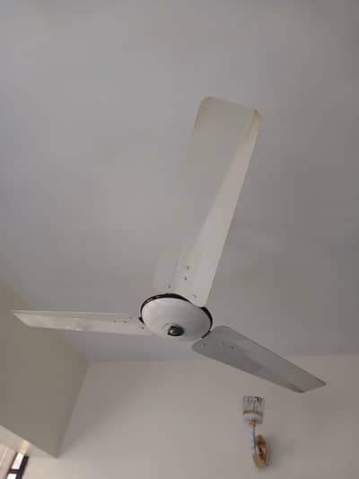 Royal fan