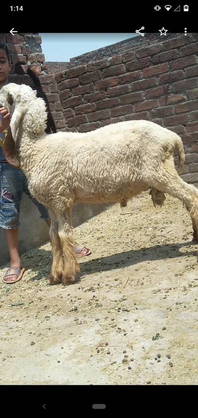 dasi chatra qurbani vala