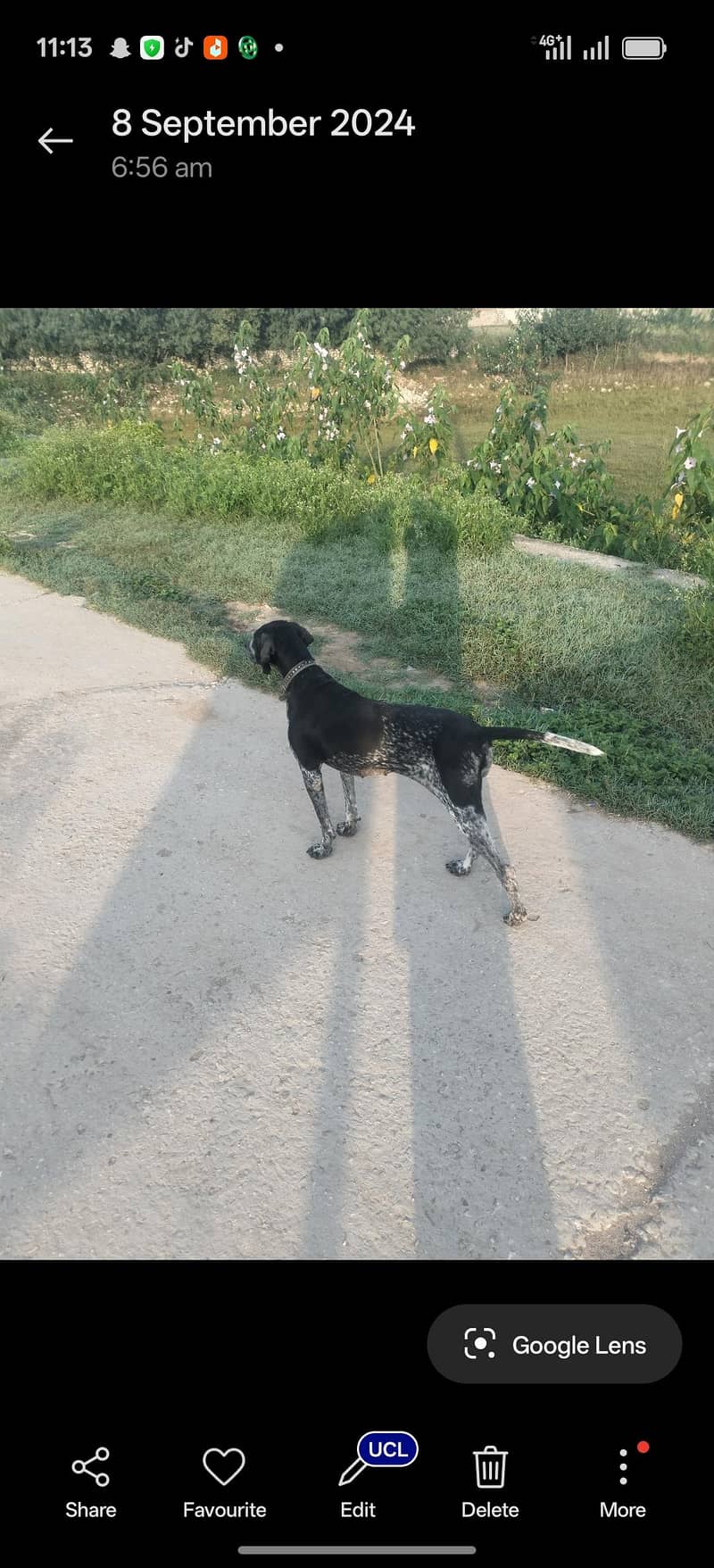 pointer dog 0