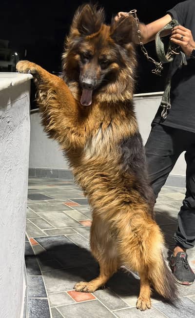 German Shepherd Puppy for Sale – Healthy, Active & Pure Breed