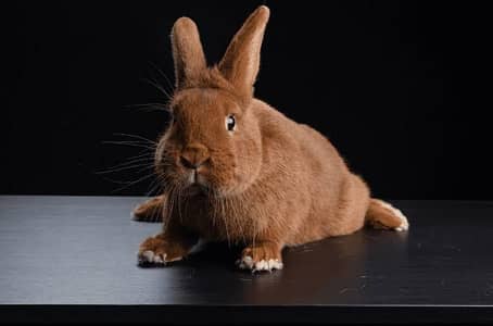 rabbits newziland red  breeder pair
