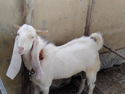 GULABI BREADER MALE