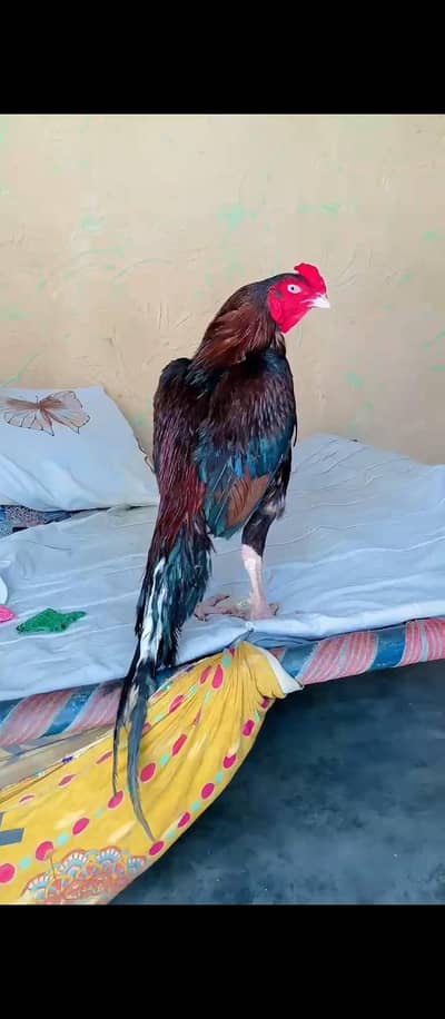 mashallah full active bird ha jis Bhai ko chai ho wo what upp rabta