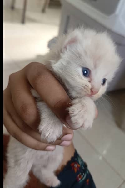 Persian doll face female blue eyed cat
