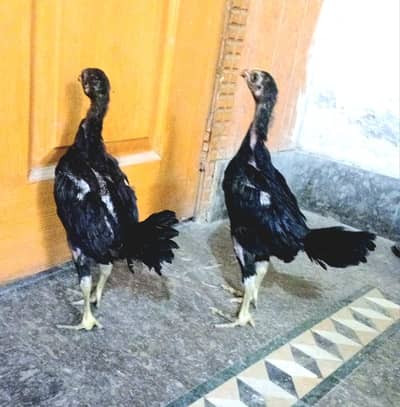 Pakoy burmy . . 313/-44 five one 75 zero