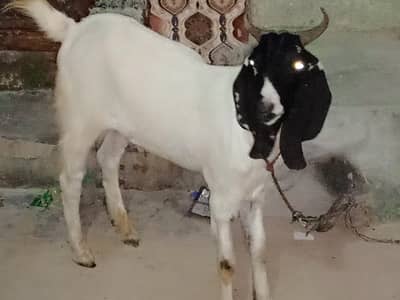 Bakra 2 dant khassi bakra sale