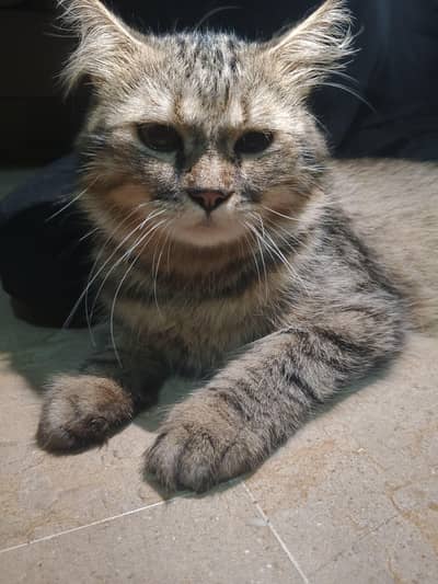cat , kitten