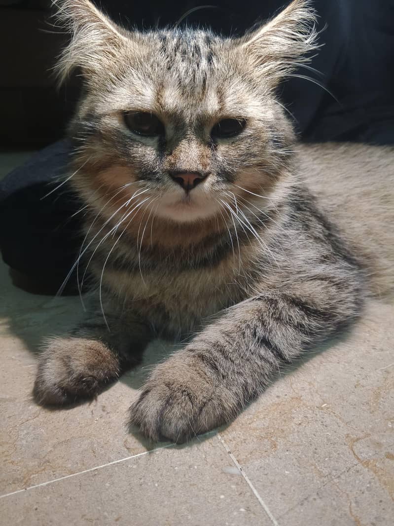 cat , kitten 0