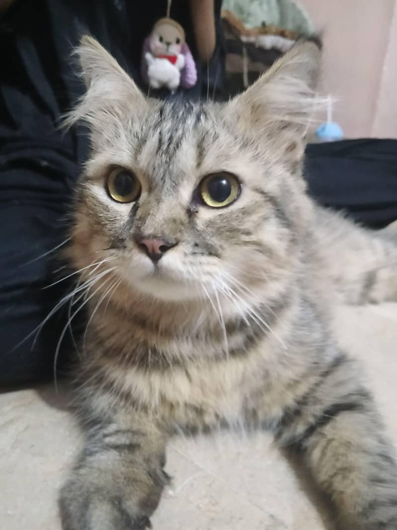 cat , kitten 2