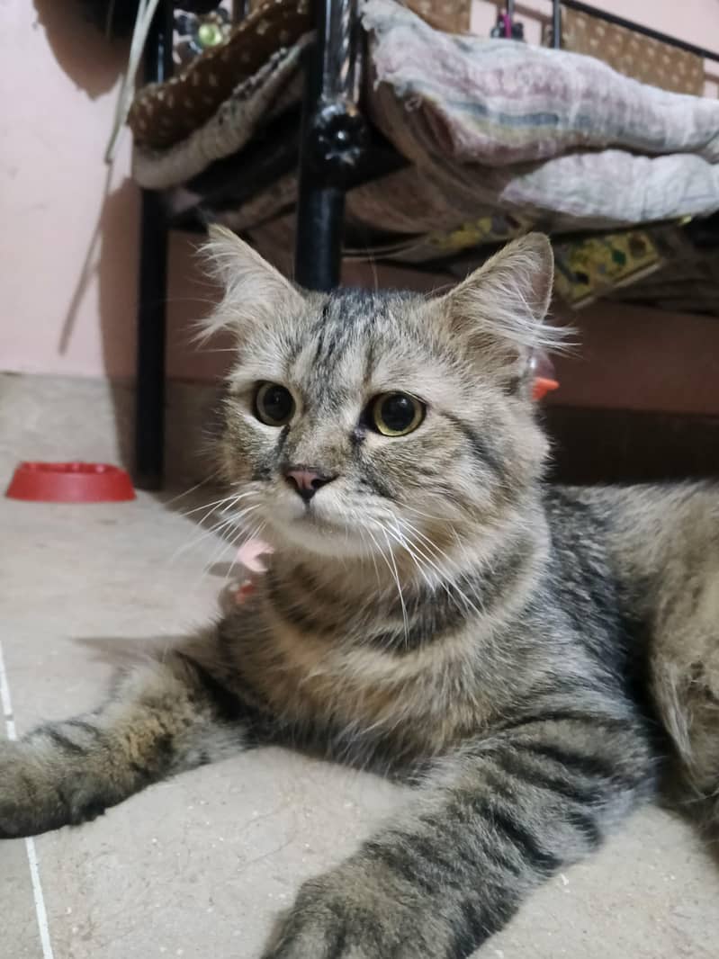 cat , kitten 3