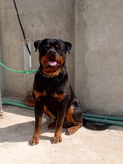Rottweile | Pedigree Rottweiler Male | Rottweiler Dog For Sale