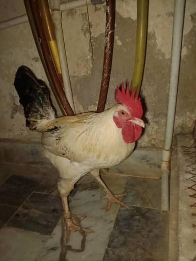 Hen Male