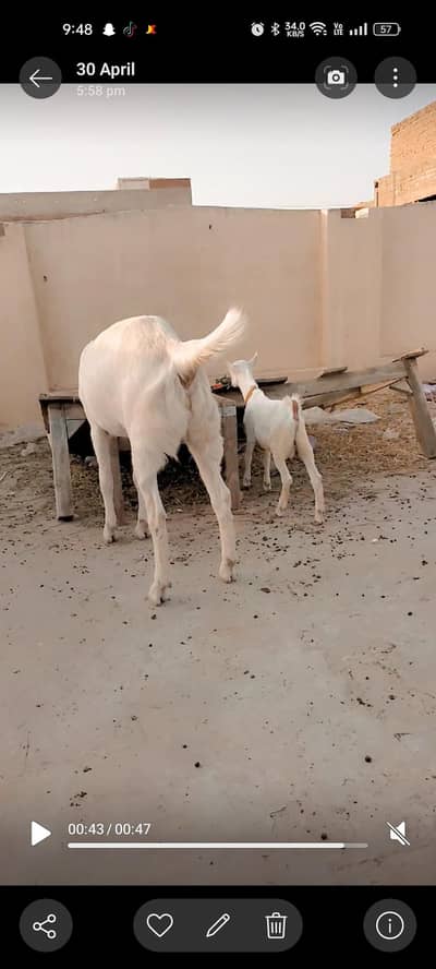 Goats