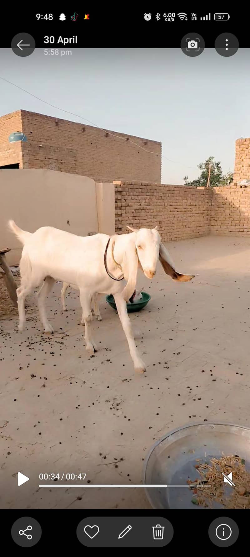 Goats 1