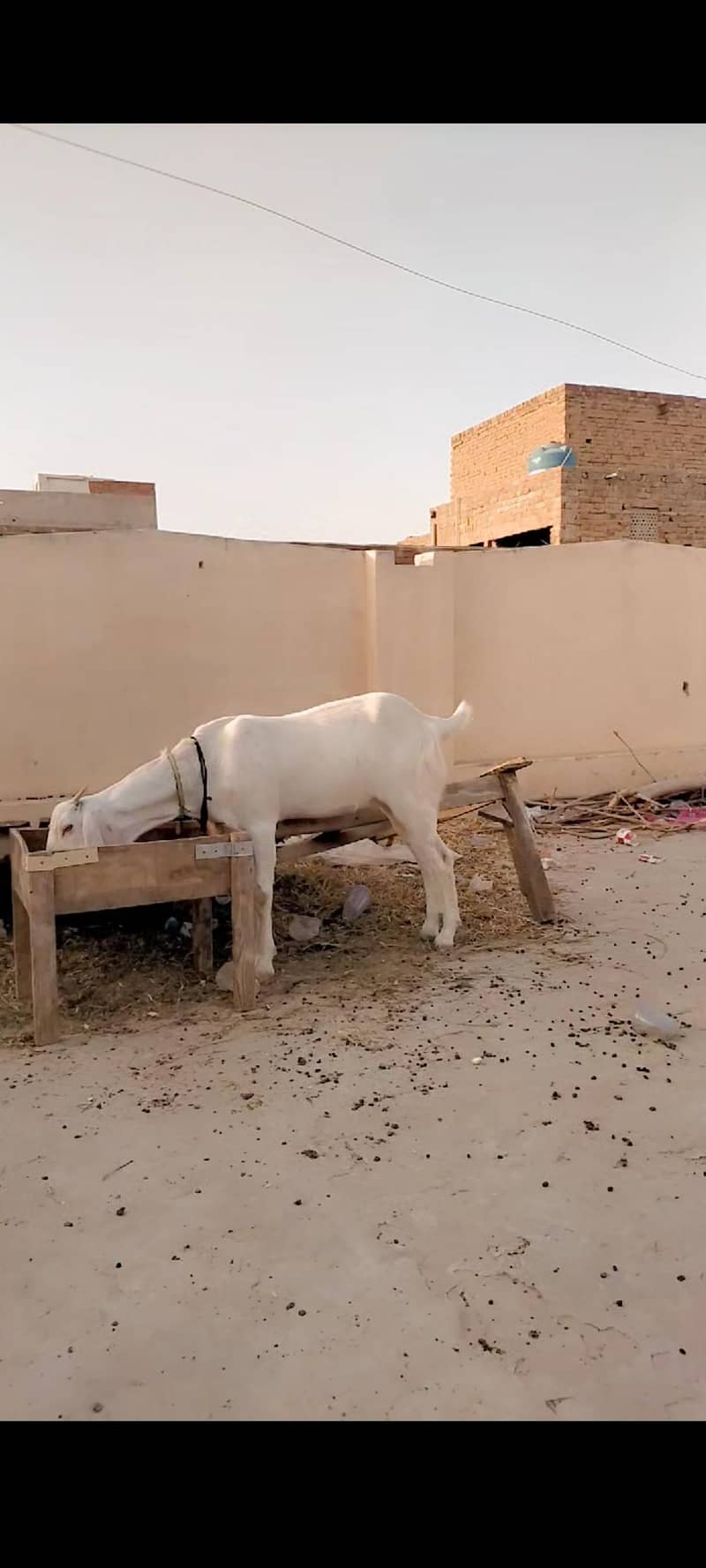 Goats 2