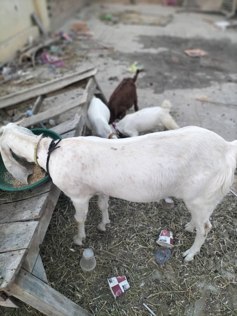 Goats 3