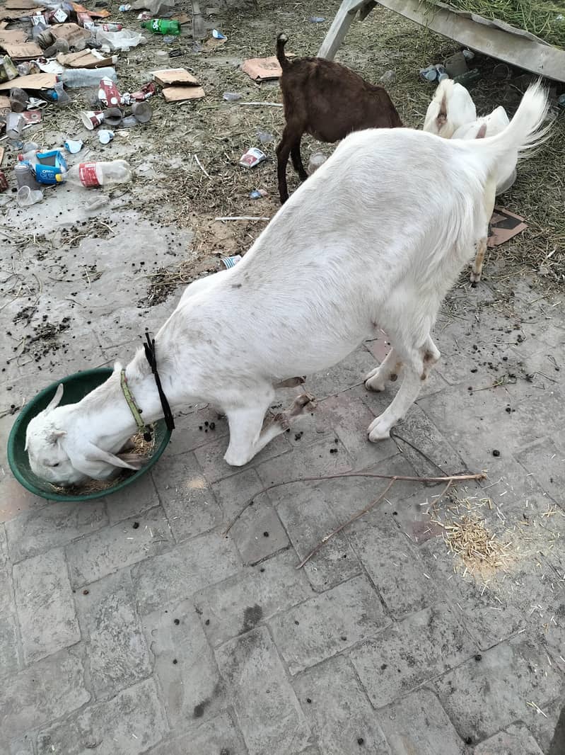Goats 4