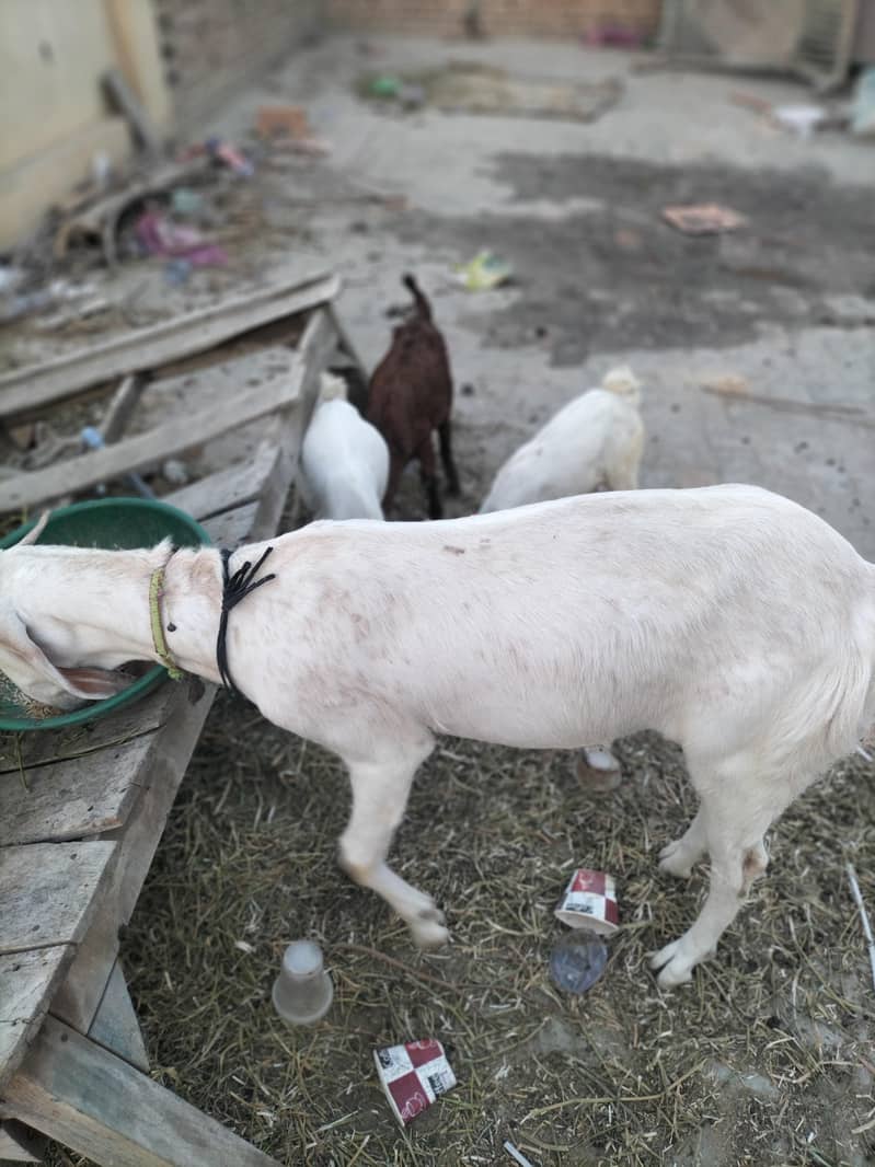 Goats 5