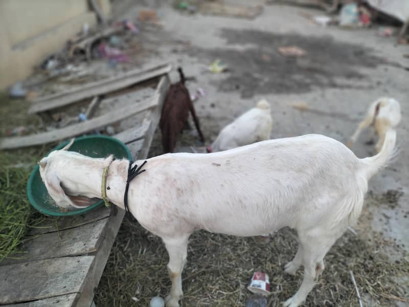 Goats 6