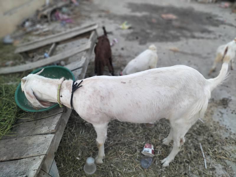 Goats 7