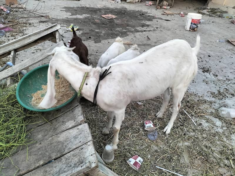 Goats 8