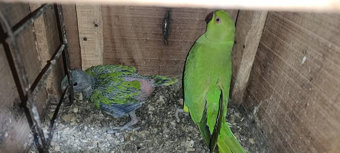 ringneck chick home breed