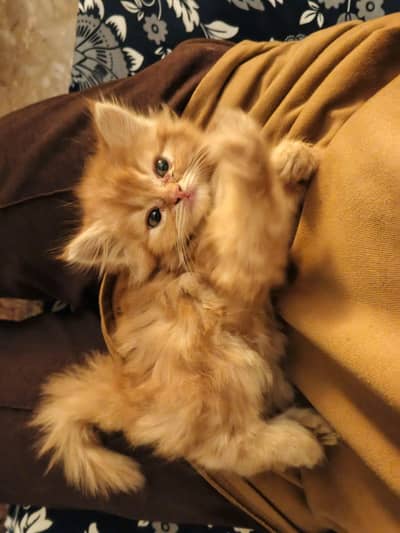 Persian Kitten | Trained Healthy Friendly