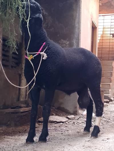 Black Mundra