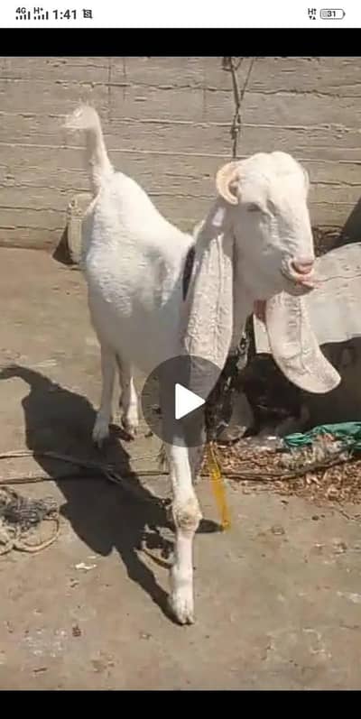 Bakra