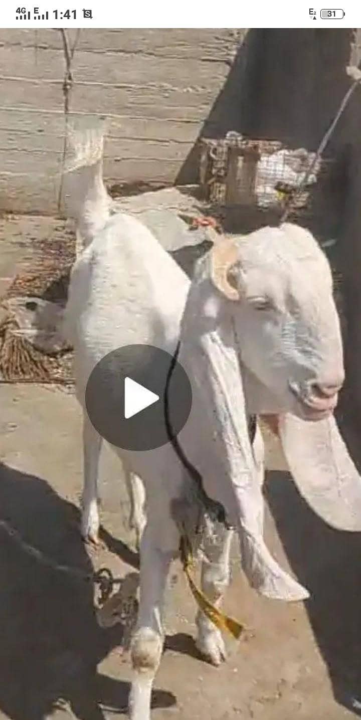 Bakra 1