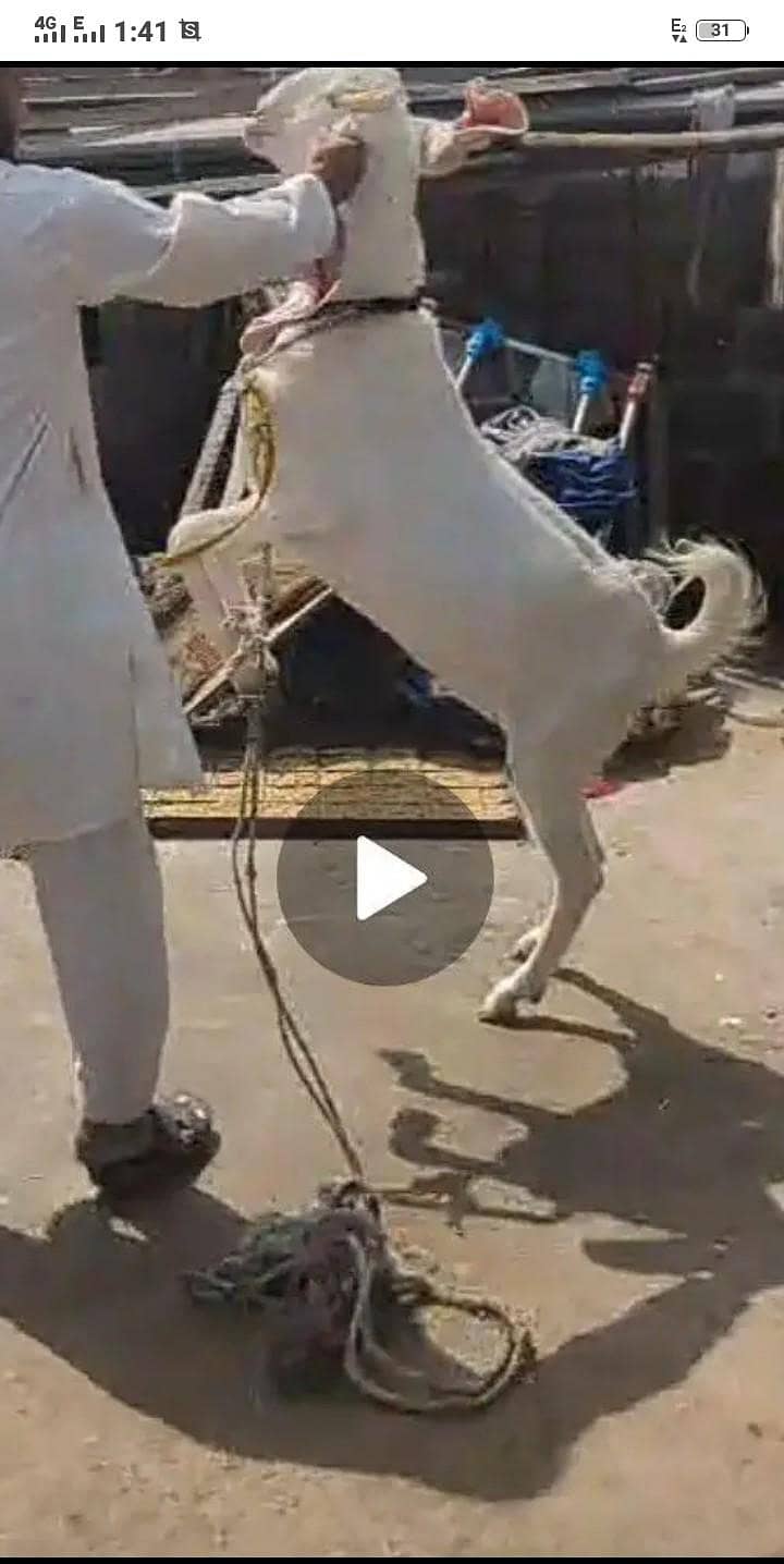 Bakra 2