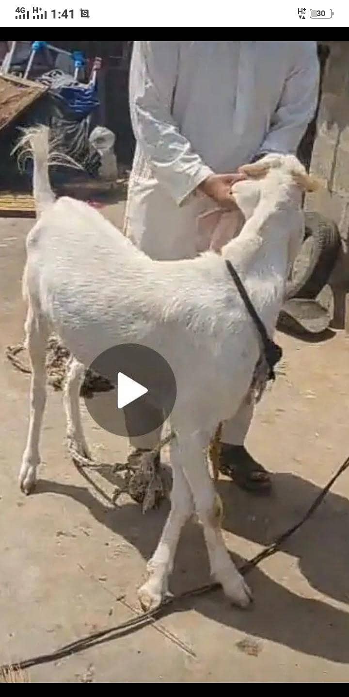 Bakra 3