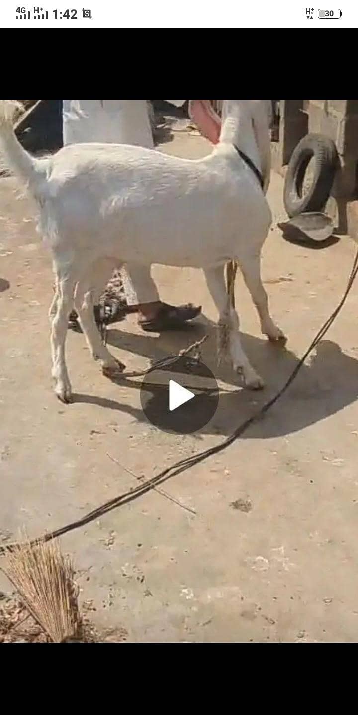 Bakra 4