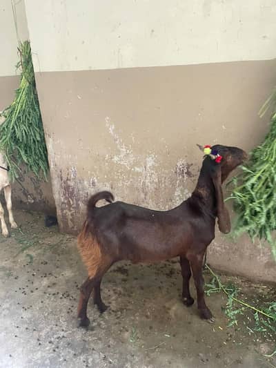2 Dant Bakra