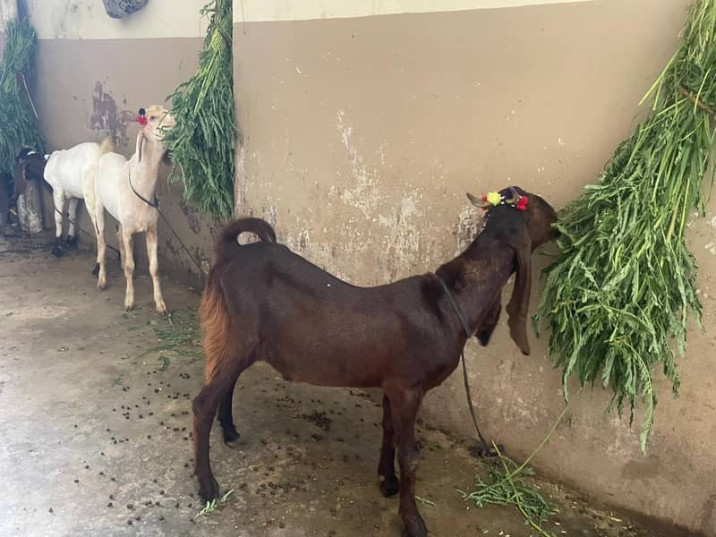 2 Dant Bakra 1