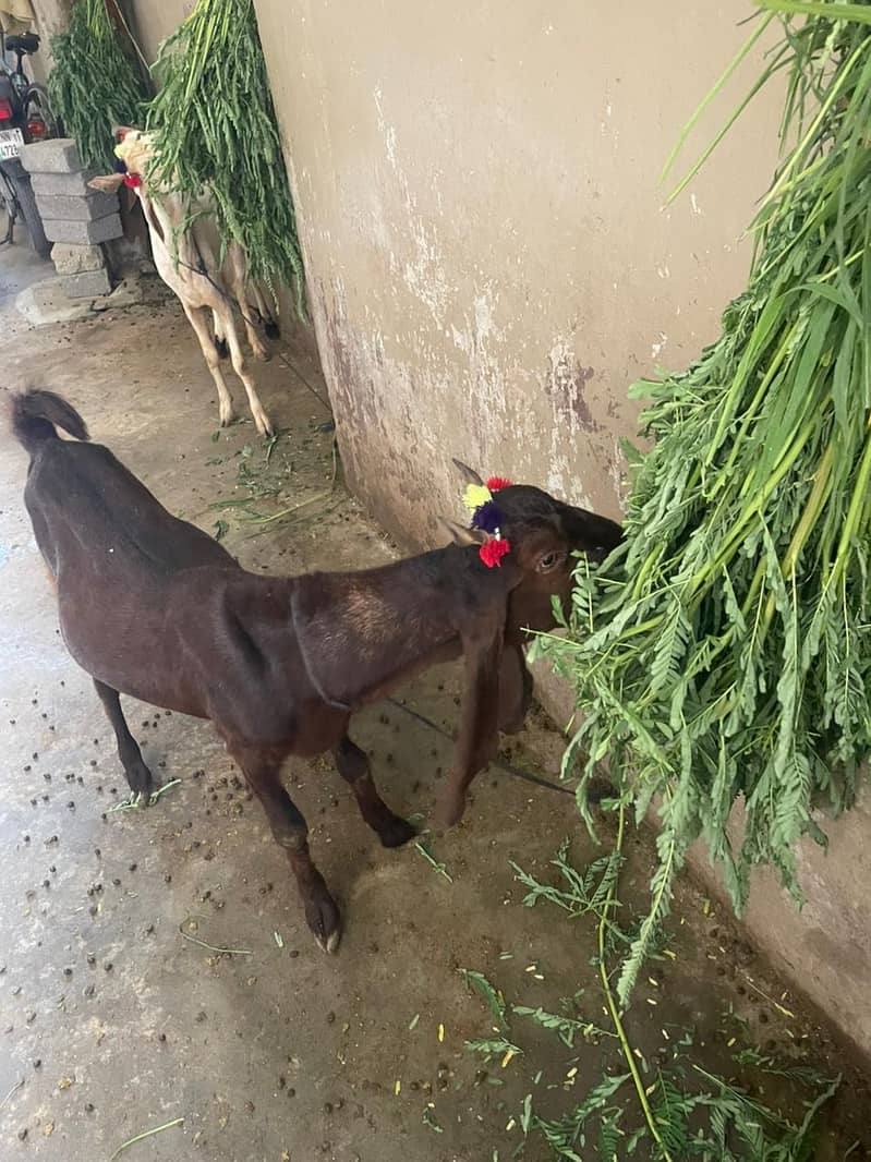 2 Dant Bakra 2