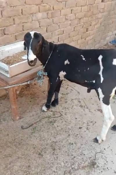 Heavy ablak dumba sheep gulabi path pink goat 2 dant
