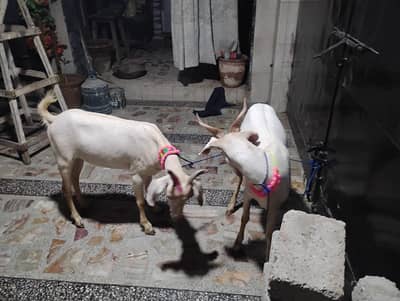 Beautiful White Bakra Pair For Sale khassi