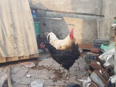 Desi murga and murgi  healthy and active breeder