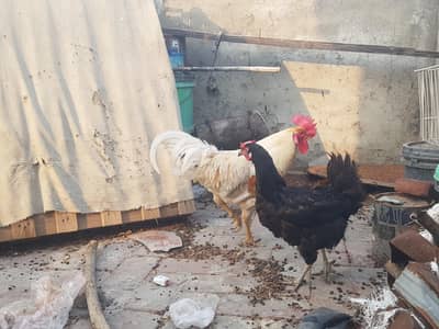 Desi murga and murgi  healthy and active breeder