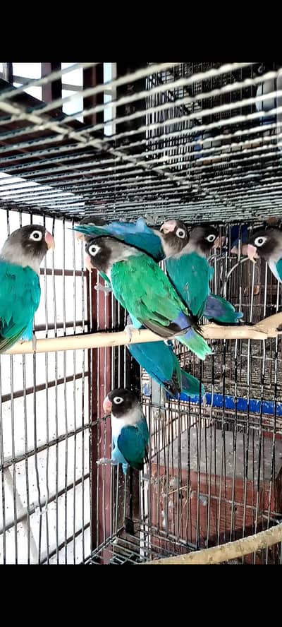 Birds
